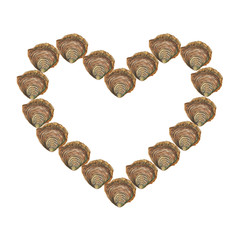 Heart with watercolor oysters on white background