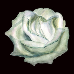 Watercolor white rose isolated on a black background