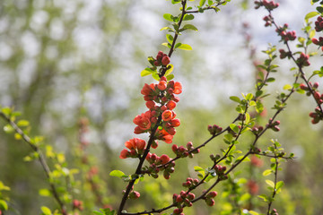 Japanese quince Chaenomeles red asian flower spring red blossoms on park background