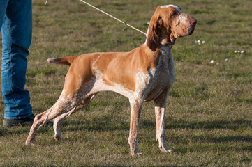 Italian Bracco, a pointing hunting dog breed