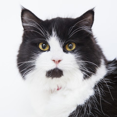 black white cat with yellow eyes