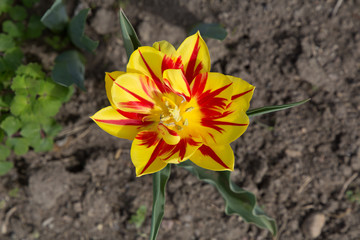 Striped yellow red flamed Helmar Tulip flower Dutch plant