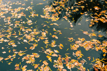 Autumn leaves in the water. Autumn lake in the park. Fallen leaves. Reflection of autumn trees in the water.