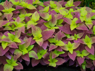 Pink and green leaves. Coleus