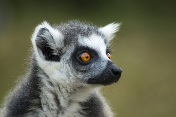 Lemur portrait