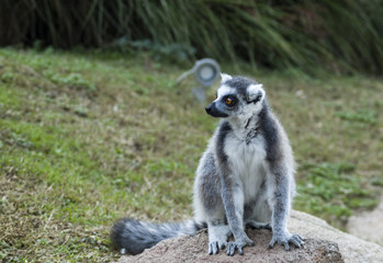 Naklejka na ściany i meble A curious ring-tailed lemur in a park