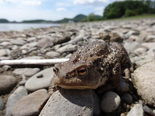 Frog on gravel