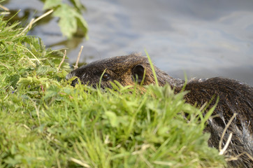 Otter in einem See