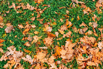 Fototapeta na wymiar Texture of autumn leaves. Yellow oak leaf litter on the floor in the park or forest. fallen oak leaves