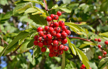 Obraz premium Ripe red wild rowan.