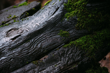 Detail of Moss Growin on a Dead Log