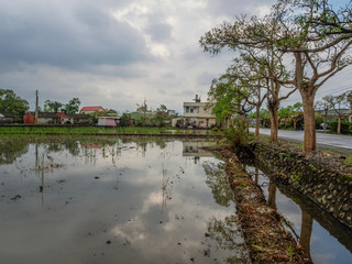 Rice fields after harvest