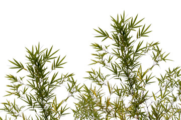 treetop of bamboo,isolated on white