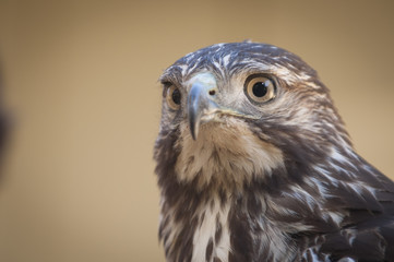 Immature Redtail Hawk
