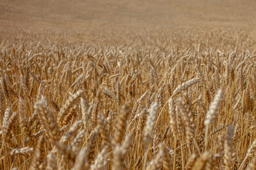Golden Wheat field
