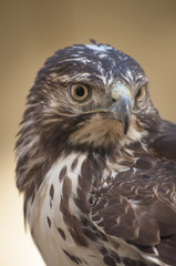 Immature Red Tailed Hawk