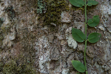 Tree bark texture