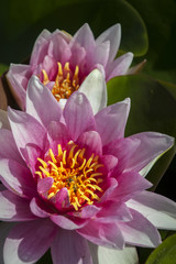 Pink Water Lily