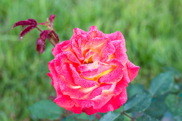 Garden roses in droplets of morning dew on petals