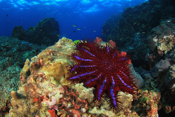 Crown-of-thorns Starfish feeds on coral reef