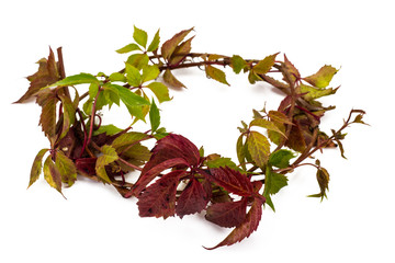 Obraz premium Branch of the maiden grapes isolated on white background