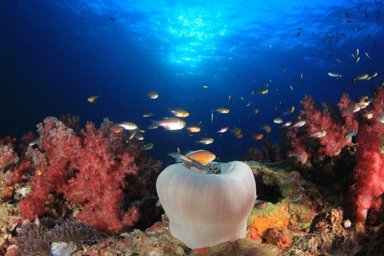 Fototapeta Underwater ocean coral reef and fish