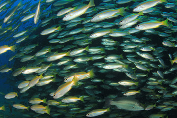 Fototapeta na wymiar School of Snapper fish in ocean