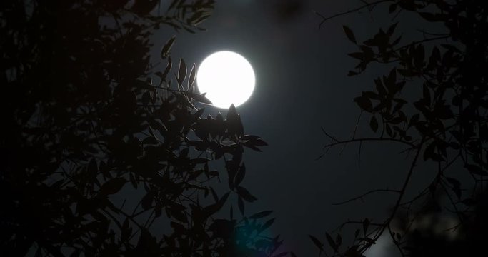 Timelapse of Fullmoon passing Behind Olive Tree