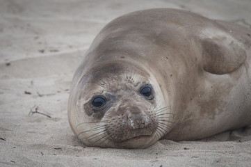 Baby Elephant Seal, Ano Nuevo, California