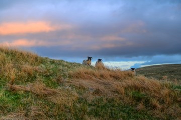 Three sheep