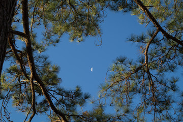 moon through the pine trees