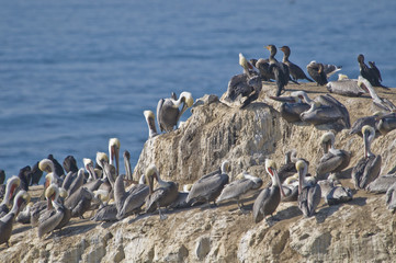 Brown Pelicans, Santa Cruz, California