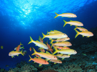 Fototapeta na wymiar Fish school Yellowfin Goatfish