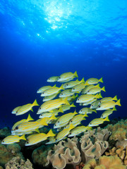 Fototapeta na wymiar Fish school Snappers underwater coral reef