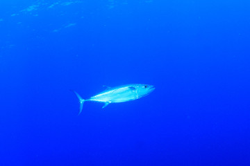 Fototapeta na wymiar Tuna fish in blue sea