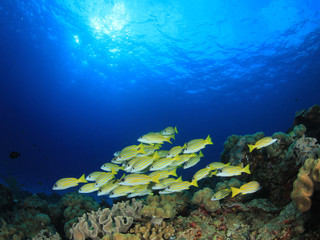 Obraz na płótnie Canvas Fish school Snappers underwater coral reef