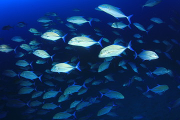 Fototapeta na wymiar Fish school Trevallies (Jacks) in blue ocean