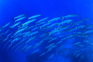 Fototapeta na wymiar Barracuda fish school in ocean