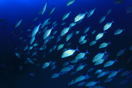 Fish school Trevallies (Jacks) in blue ocean