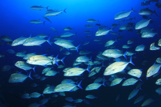 Fish school Trevallies (Jacks) in blue ocean