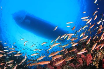 Tragetasche Tauchboot über Korallenriff © Richard Carey