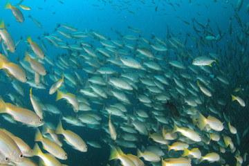 Fototapeta na wymiar Fish school underwater: Snappers