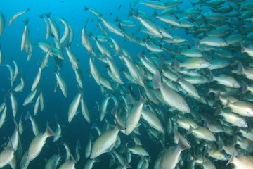 Fototapeta na wymiar Fish school underwater: Snappers