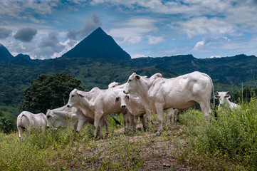 Toros cebú