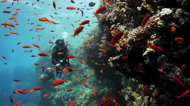red anthias with diver in the background
