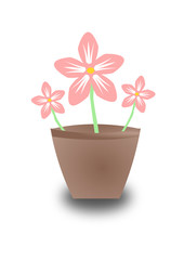 Pink flower in a pot on white background