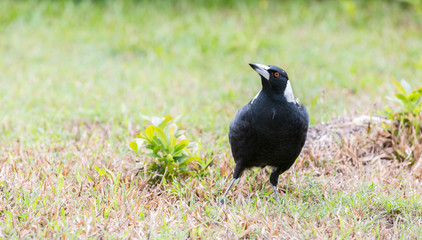 An Australian Magpie