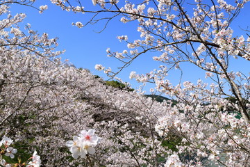 公園の桜　宮崎県日南市