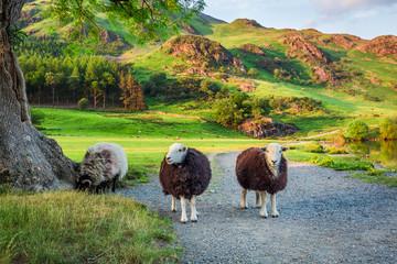 Obraz premium Curious sheeps on pasture in the Lake District, England