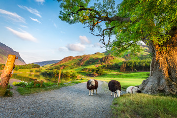 Curious sheeps on pasture in summer, Lake District, England - obrazy, fototapety, plakaty